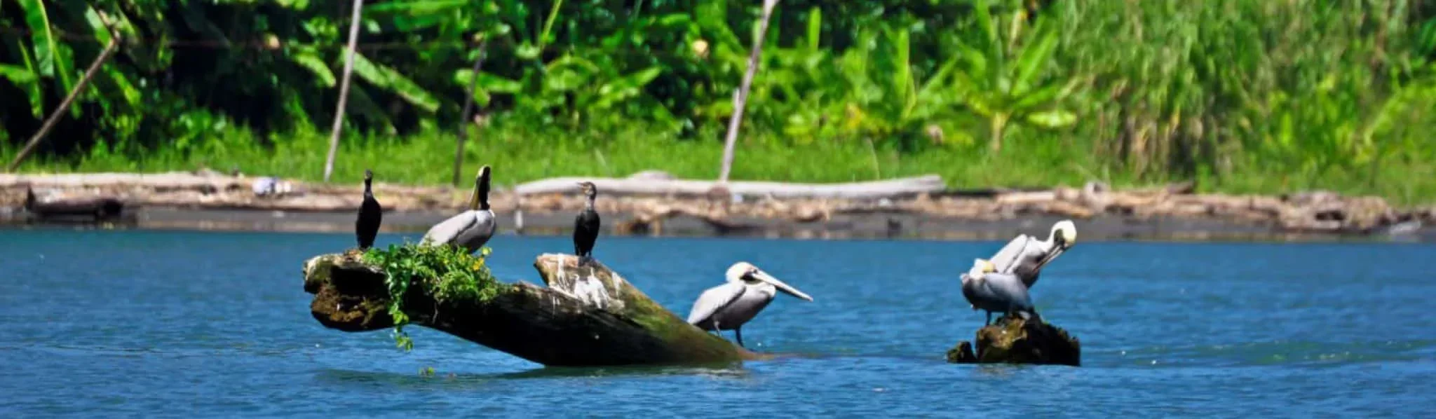 Naturaleza Pura