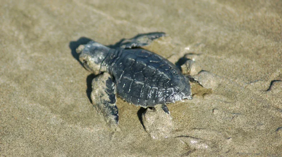 Mundo de Tortugas